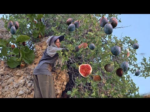 The Hardships Of Nomadic Life From Dangerous Cliffs To Fig Harvesting