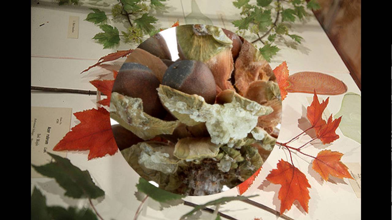 Harvard University Botany Department. YouTube