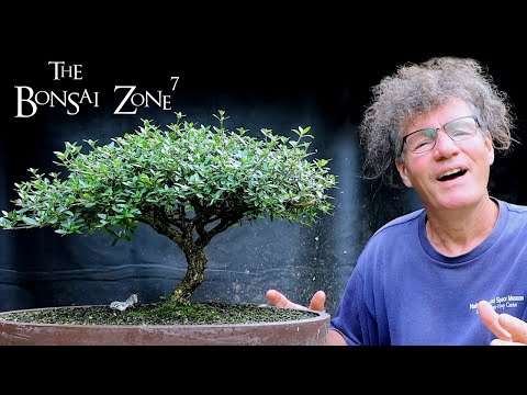 Video: Serissa Japansk - Tusind Stjerner. Hjemmepleje. Bonsai. Foto