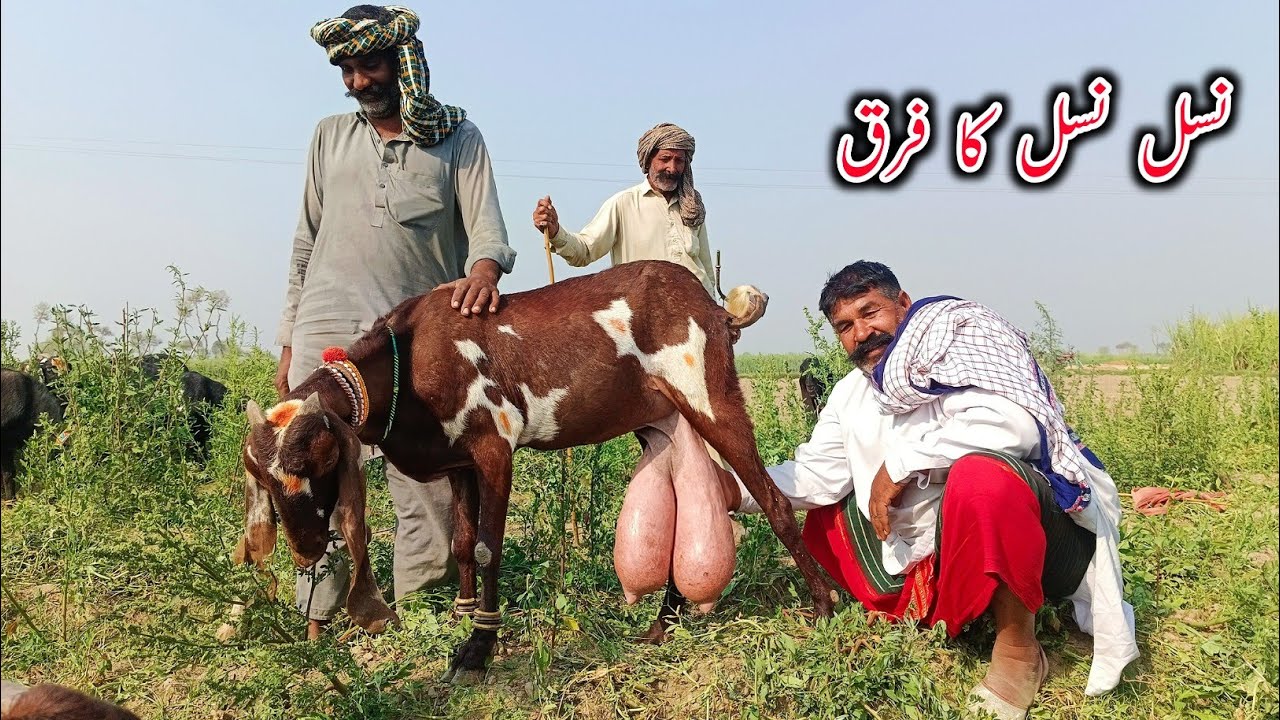 Beautiful Beetal Goats Of Baba Rafeeq Gujjar - Goat Farming Buisness 