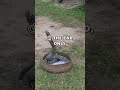 Binturong vs Snake: Ultimate Survival Showdown
