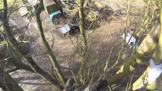 Beech Tree Pruning