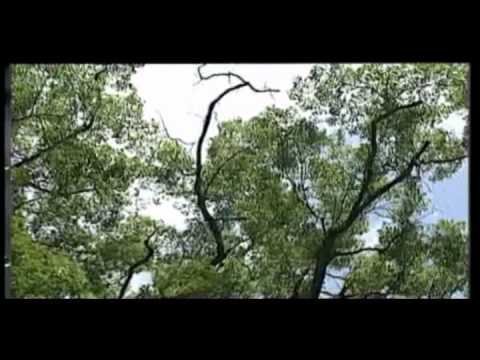 Tụng Kinh Dược Sư – Thầy Thích Trí Thoát tụng Tụng Kinh Dược Sư – Thầy Thích Trí Thoát tụng