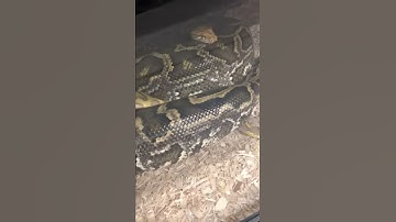 BURMESE PYTHON BREEDINGS