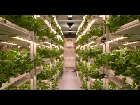 Vertical Roots is the largest hydroponic container farm with a mission to revolutionize the ways communities grow, distribute and consume food. Sustainably-grown indoors and pesticide-free, Vertical Roots lettuces are fresh, flavorful, nutritious, and delivered to grocery stores within one to three days of being harvested.