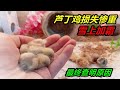 拇指大的蘆丁雞相繼死亡，為查明原因，直接剝開未出殼的雞蛋