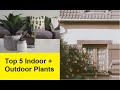 Top 5 indoor  outdoor plants