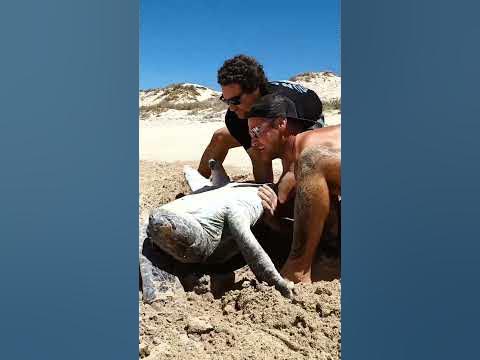 sea-turtle-stuck-upside-down-in-the-hot-sun