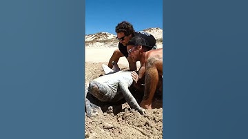 Thumbnail of Sea Turtle Stuck Upside Down In The Hot Sun..