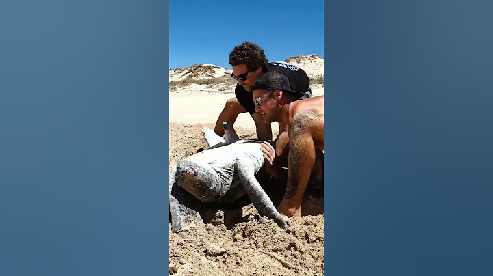 Sea Turtle Stuck Upside Down In The Hot Sun..