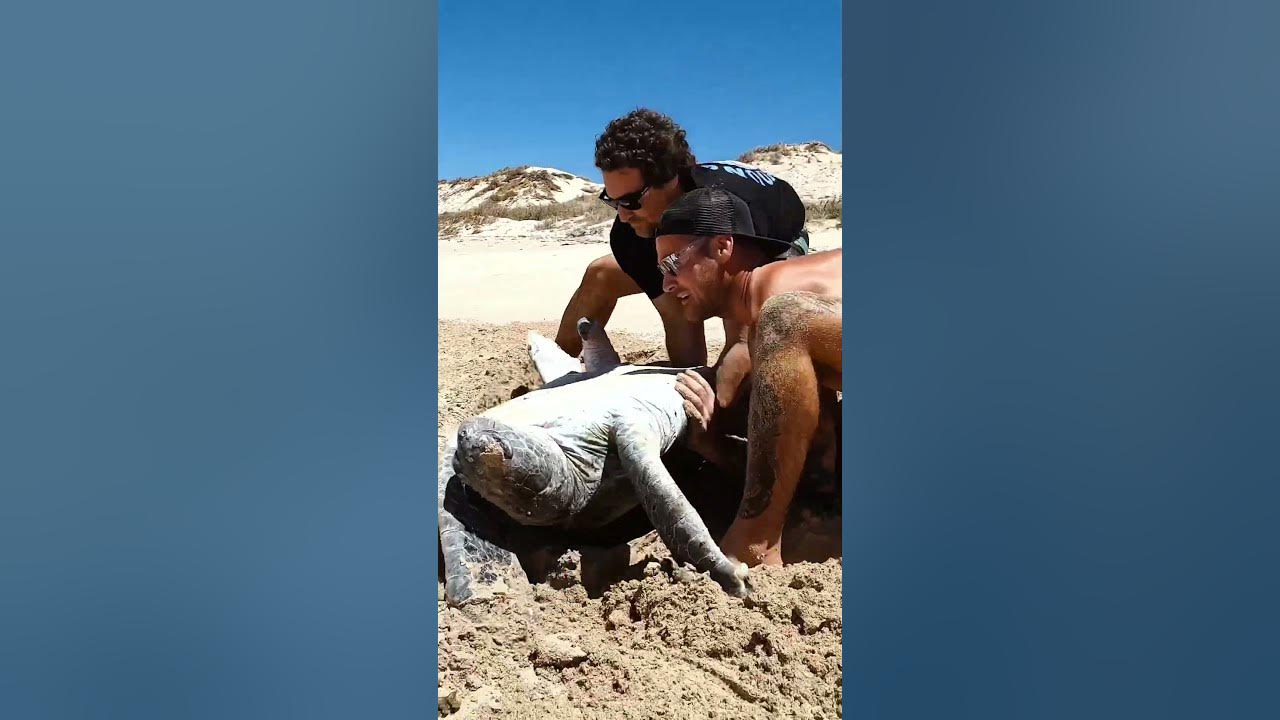 Sea Turtle Stuck Upside Down In The Hot Sun..