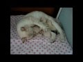 Счастье кошки - матери / It's happiness of cat's mother / Тайские кошки - это чудо! Funny Cats