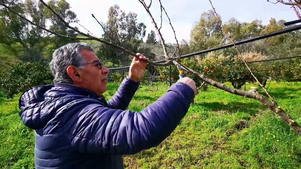 Albicocco. Potatura invernale. Tutto quello che bisogna sapere. 