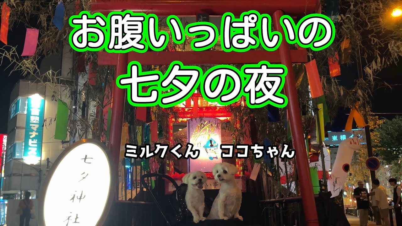 お腹いっぱいの七夕の夜★ココちゃん・ミルクくん★　#七夕 #祭り #屋台 #焼きそば #チョコレート #子犬 #puppy #マルチーズ #maltese #犬 #dog
