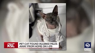 Pet cat recovering one week after it was missing, found injured on I-215