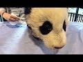 Panda Cub Development Milestones