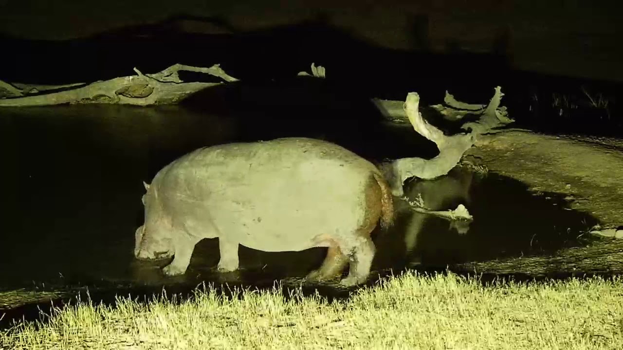 camera iphone 8 plus apk Djuma: Hippo with healing leg injury arrives for the night - 20:42 - 07/24/19