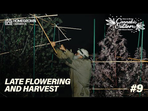 Choose the Best Time to Harvest your Cannabis Plants with Swami Select | Grow Cannabis Outdoors Ep9