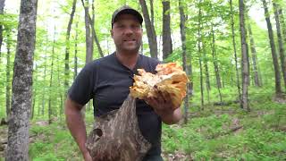 906 Outdoors - Wild Edibles. Morels, Leeks, Chicken of the Woods. Turkey Hunting.