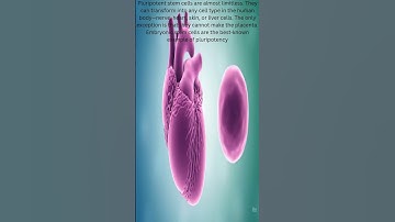 Did You Know Stem Cells Have 4 Ranks?