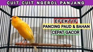 kicau kenari gacor panjang cocok buat masteran kenari paud agar cepat gacor [119] canary singing