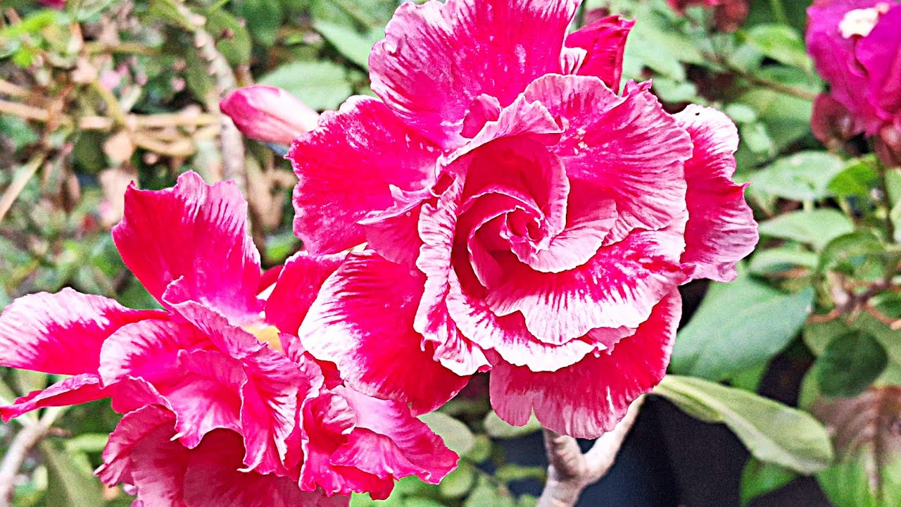 ¡Increíble! 5 Dias después de poner a germinar semillas de Adenium rosas del desierto 
