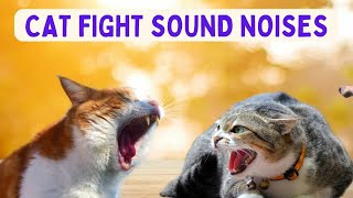 cat fighting sounds - Scary - Sound like K1ds - Very Angry by Doweelant 13 views 1 year ago 8 minutes, 23 seconds