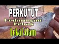 Ini Penampakan Perkutut Pedaringan Kebak Lokal Alam Istimewa