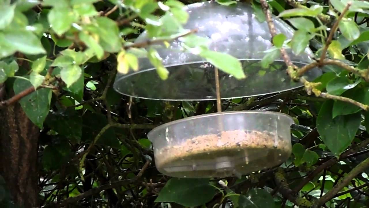 X1 Robin Bird Feeder for Soft Foods and Live Foods YouTube