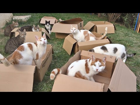 Video: 12 nenavázaných koček, kteří se narodili, aby byli divočí