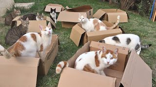 12 Cats and 8 Boxes !! Is This Cat Heaven??