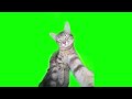 Green Screen Cat Rizz Meme