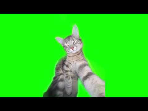 Green Screen Cat Rizz Meme