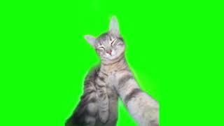 Green Screen Cat Rizz Meme