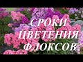 Сроки цветения флоксов