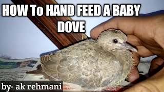 how to hand feed baby dove screenshot 4