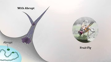 Centrosomin represses dendrite branching by orienting microtubule nucleation