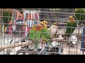 Love birds for sale at nakhas market lucknowindia