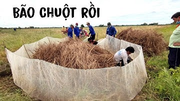 Bắt Ổ chuột khủng trong đống Chà Nhỏ - Bắt không kịp tay || nghề dỡ chà chuột mùa nước