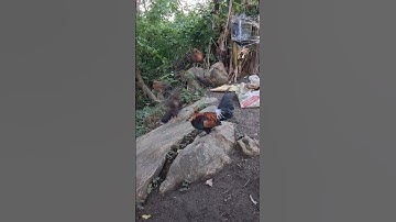 gà rừng tơ khá đẹp rồi.me nyuam lau qaib zoo nkauj heev li lawm nawb