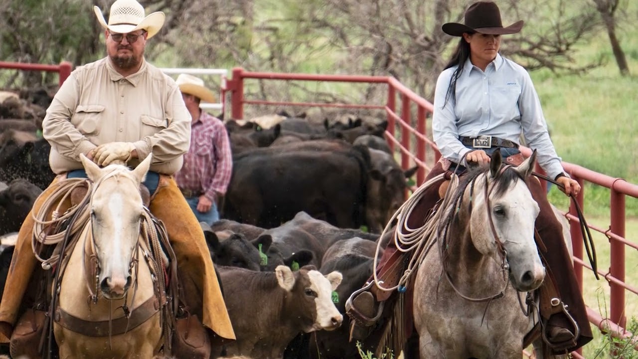 Lot 75 ~This Spoons Trippy offered by Wilson Cattle @ Diamonds in the Desert Premier Horse Sale.