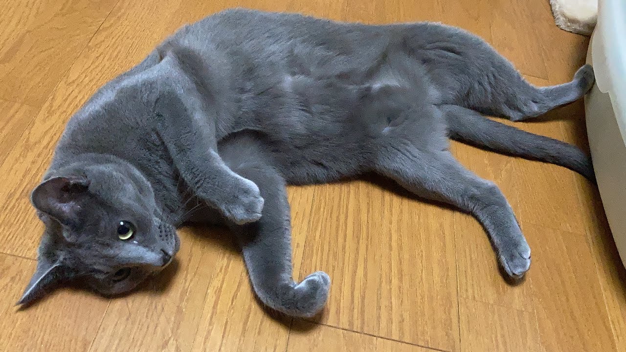 Russian Blue Is Spoiling Its Owner Youtube