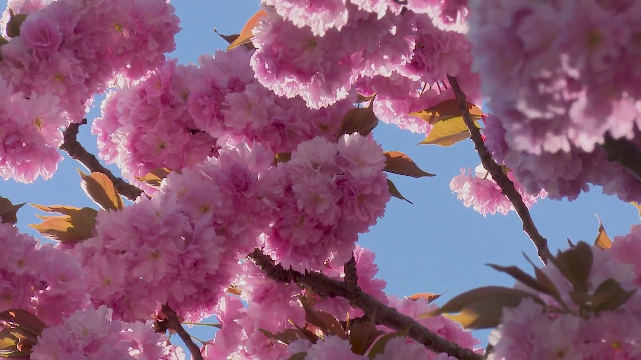 Sonidos del Bosque en Primavera  | Sonido Ambiente primavera