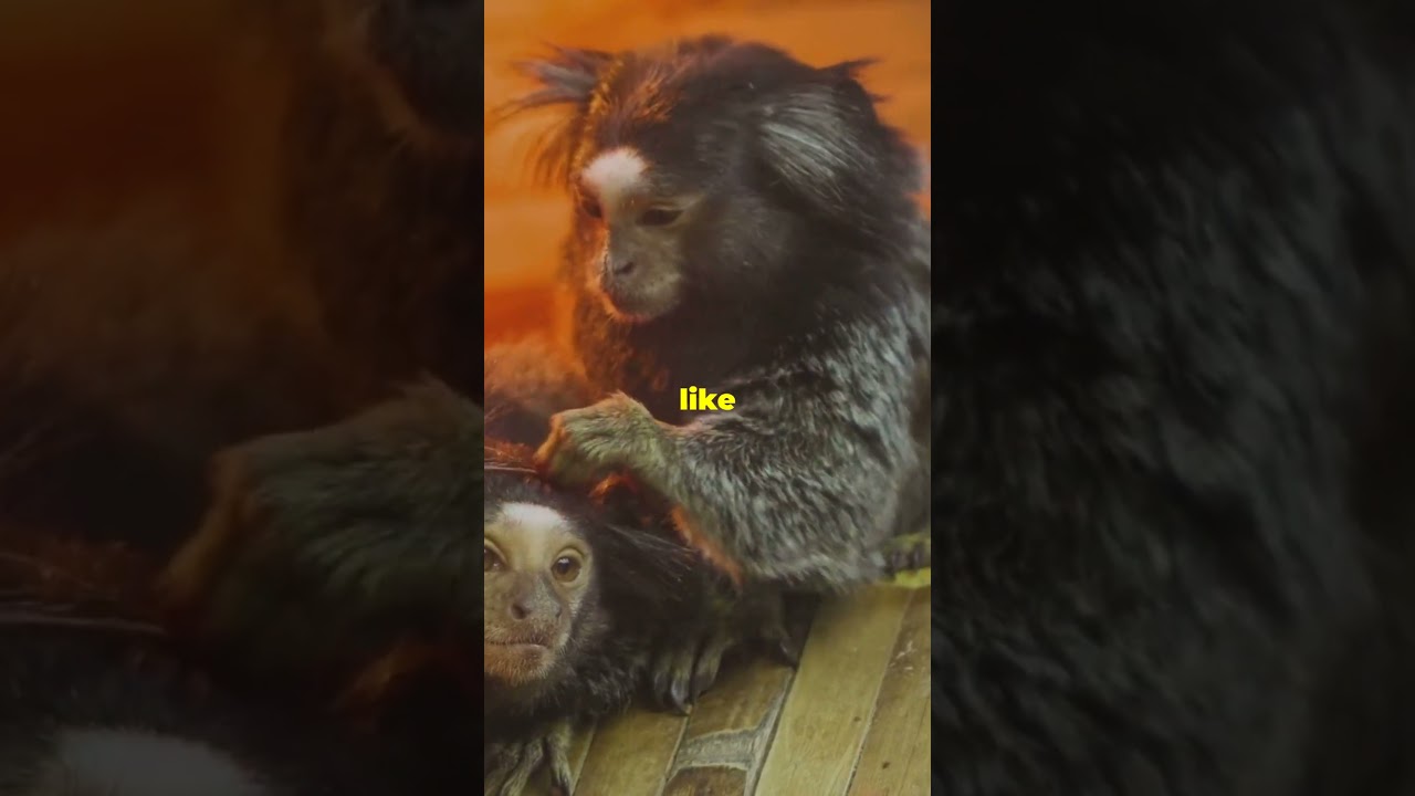 Meet The Tiny Pygmy Marmoset 