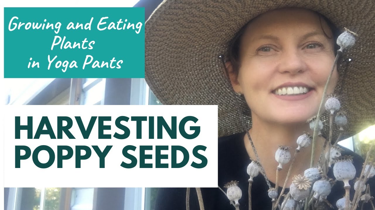 Harvesting Poppy Seeds YouTube