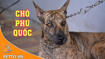 Chó Phú Quốc – Nguồn Gốc, Đặc Điểm Và Giá Bán - PETTO TV