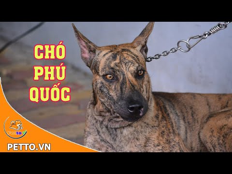 Chó Phú Quốc – Nguồn Gốc, Đặc Điểm Và Giá Bán - PETTO TV