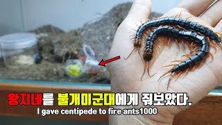토종왕지네를 '불개미군체'에게 줘보았다. I gave centipede to fire ants1000