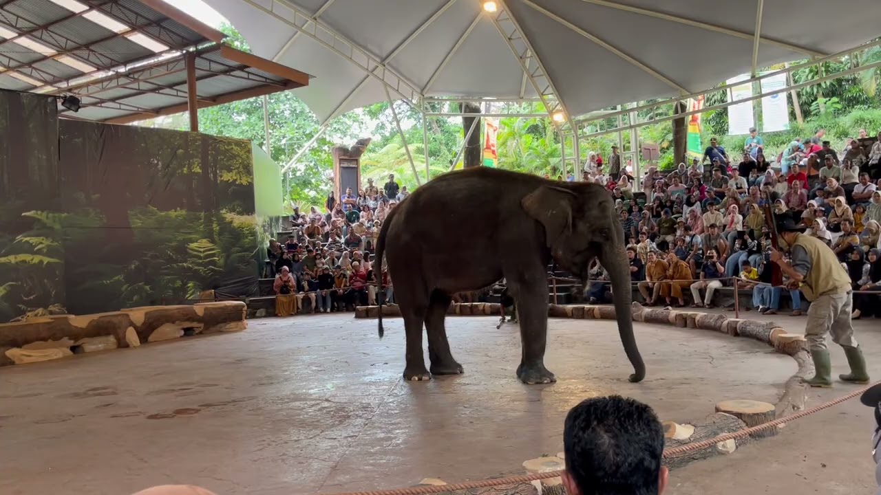 Atraksi Gajah di Taman Safari