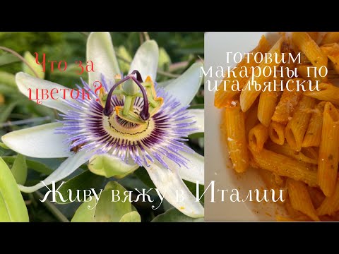 6.06.2025 Пятница! Готовим макароны по итальянски! Что за цветок?